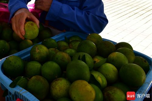 中国农民丰收节暨消费扶贫月白沙爱心集市开市 农产品集中展销助力乡村振兴