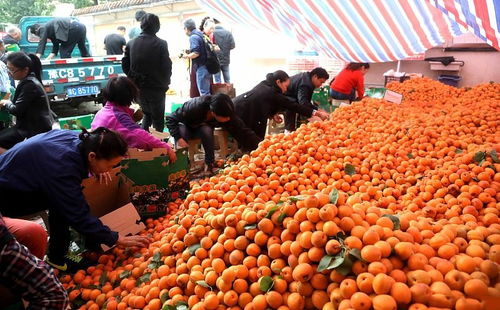 农产品滞销补贴政策解读 最高34万，您能领多少？