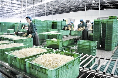 小豆芽做出“大文章” 从传统农产品到现代产业链的崛起