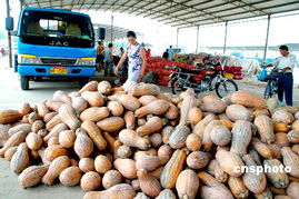 农产品进能源新时代 国际基金疯炒驱动下的机遇与挑战